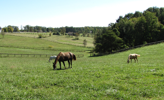 Great Place for Horses and People in North Carolina