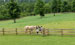 Pasture land for horses in North Carolina